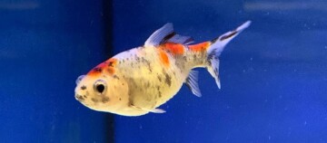 Fisch mit Bauchwassersucht in einem Aquarium