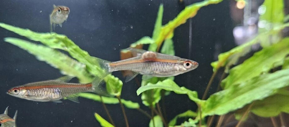 Fisch mit Fischtuberkulose im Aquarium