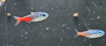 Fisch mit Flossenfäule in einem Aquarium