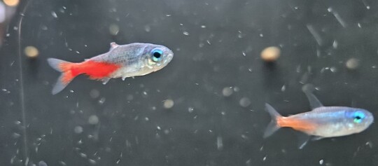 Fisch mit Flossenfäule in einem Aquarium