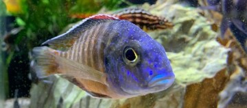 Fisch mit Weißpünktchenkrankheit im Aquarium