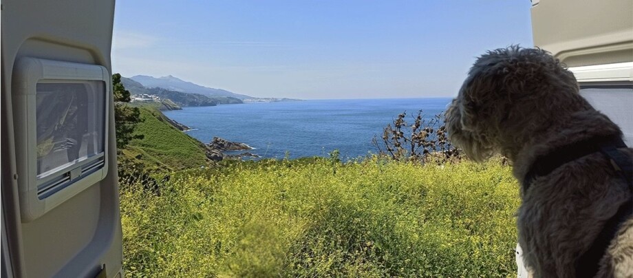 Entspannter Blick vom Wohnmobil auf die Küste mit Hund, grüner Vegetation und blauem Meer unter klarem Himmel
