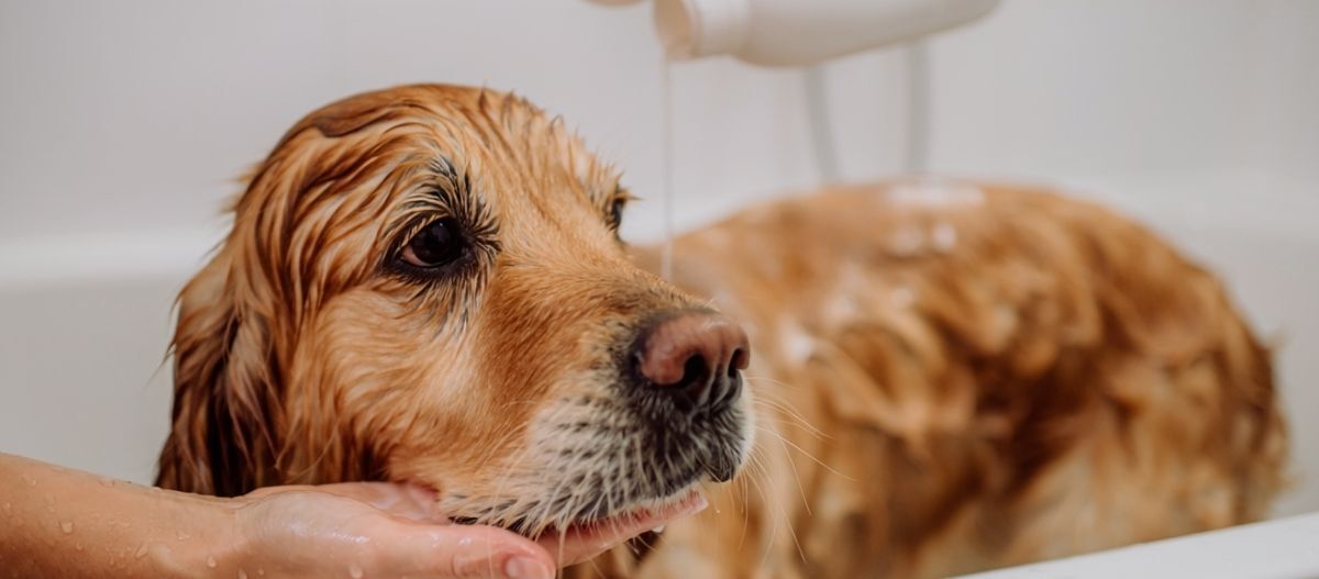 Ratgeber-Hund-pflege-hygiene-richtig-baden-schritt2_1200x527 Hund wird gebadet