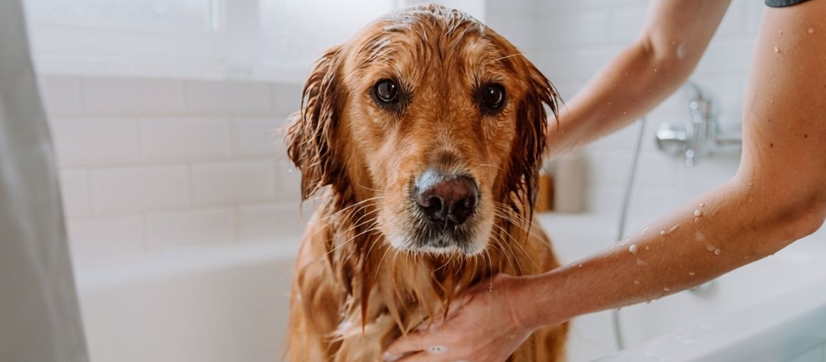 Ratgeber-Hund-pflege-hygiene-richtig-baden-schritt3_1200x527 Hund wird gebadet