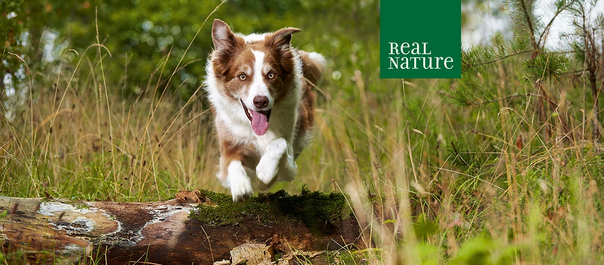 REAL NATURE for Dogs