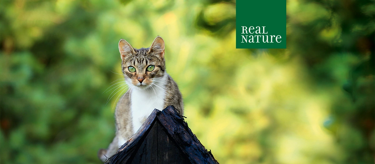 REAL NATURE for Cats