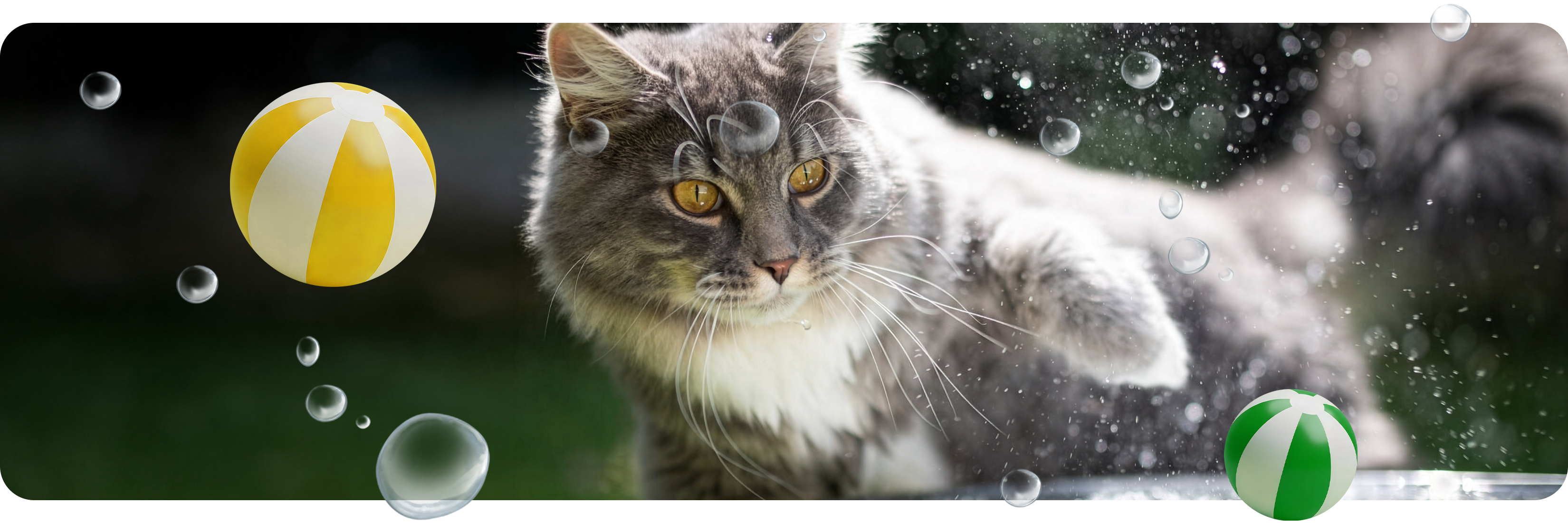 shop the brand cat desktop