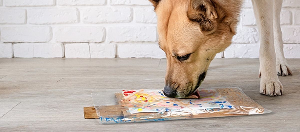 Ratgeber-Hund-DIY-Hunde-Kunst-schritt_5_1200x527 Hund leckt an einem verschlossenen Gefrierbeutel mit bunter Farbe auf einer Unterlage, um eine DIY-Kunstaktion zu erstellen.