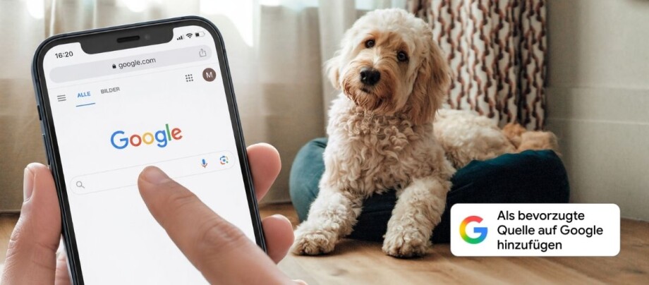 Ratgeber-bevorzugte-Quelle-Google_1200x527 Ein Handydisplay mit einer Suchleiste, daneben liegt ein Hund in seinem Körbchen und schaut Richtung Handy.
