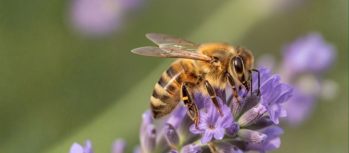 Nahaufnahme einer Biene an einer Blüte
