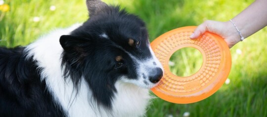 Ein Hund mit einer Frisbee