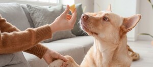 Hund schaut auf ein Stück Ananas, das von einer Frau in der Hand gehalten wird.
