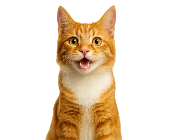Kat_png