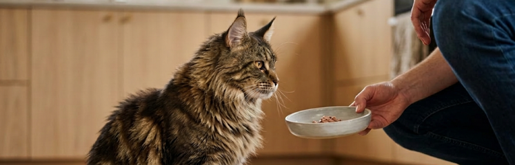 Promo_Teaser_747x240 shopthebrand_food_skincoat_cat