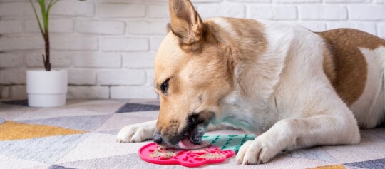 Ein Hund liegt auf einem Teppich und leckt etwas von einer Schleckmatte.