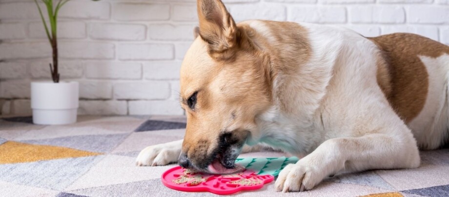 Ratgeber-Hund-DIY-Hunde-Rezept-Füllung-fue-Schleckmatte_1200x527 Ein Hund liegt auf einem Teppich und leckt etwas von einer Schleckmatte.