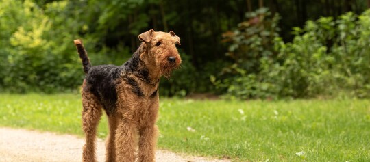 Ein Airedale Terrier steht auf einem Weg im Park.