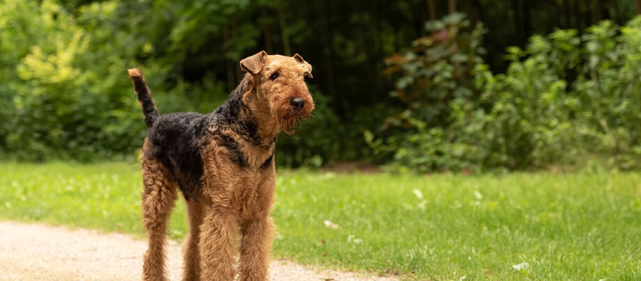 Ein Airedale Terrier steht auf einem Weg im Park.