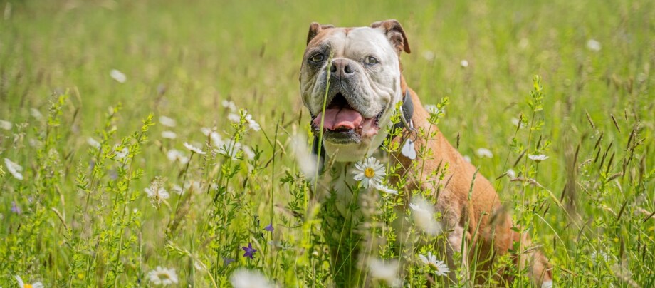 Continental Bulldog sitzt auf einer Wiese.