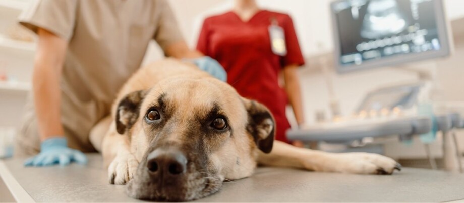 Mischlingshund liegt auf dem Behandlungstisch beim Tierarzt.