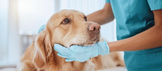Golden Retriever beim Tierarzt.
