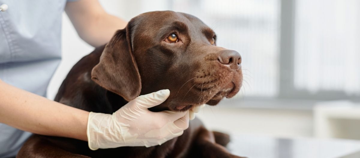 Ratgeber-Hund-Gesundheit-brauner-Labrador-beim-Tierarzt_1200x52 Brauner Labrador wird beim Tierarzt untersucht.