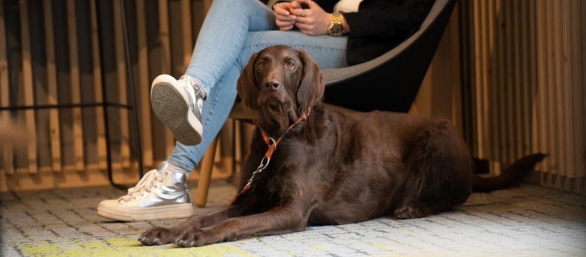 Ratgeber-Hund-Hund-im-Buero_1200x527 (2) Ein brauner Hund liegt auf einem Teppich neben einer sitzenden Person in einem modernen Bürobereich mit Holzverkleidung und Lounge-Stuhl.