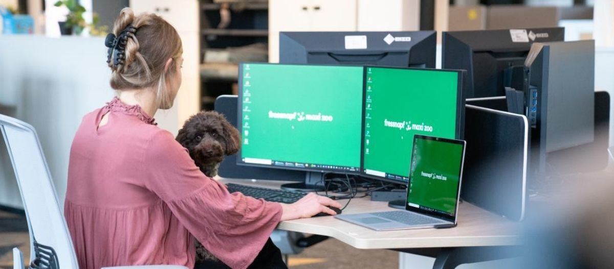 Ratgeber-Hund-Hund-im-Buero_1200x527 (3) Eine Person sitzt an einem Schreibtisch in einem Büro und arbeitet an einem Laptop sowie zwei externen Monitoren, während ein kleiner Hund auf dem Schoß sitzt.