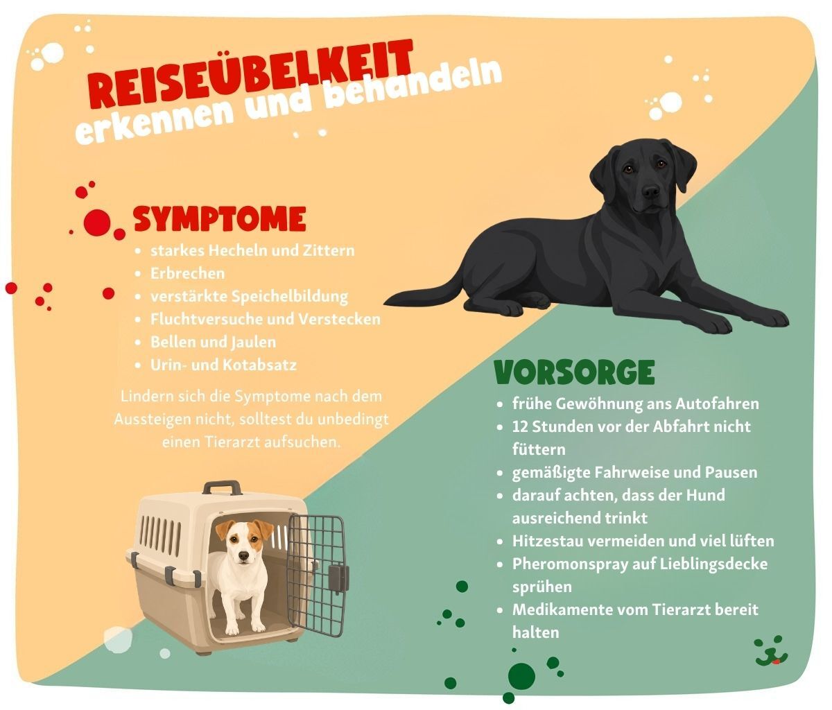 Reiseuebelkeit-Hund-erkennen-und-behandeln Infografik zum Thema Reiseübelkeit bei Hunden.