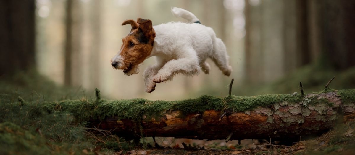 fox-terrier-springt-baumstamm-waldboden Foxterrier im Wald.