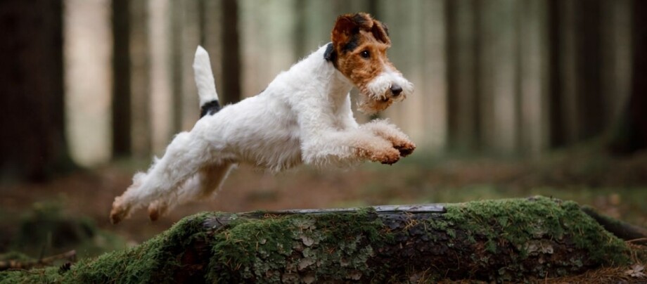fox-terrier-springt-baumstamm Foxterrier springt über einen umgekippten Baumstamm.