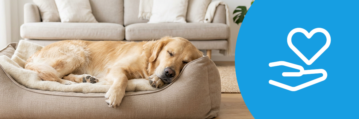 introvis_dog_wellbeing_stressrelief