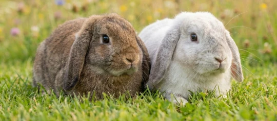 Zwei Zwergwidder sitzen auf einer grünen Wiese nebeneinander.