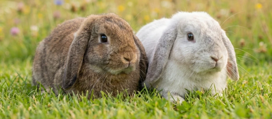 zwei-zwergwidder-braun-weiss-im-gras Zwei Zwergwidder sitzen auf einer grünen Wiese nebeneinander.