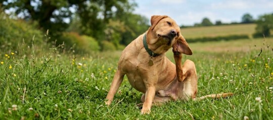 Ein Labrador kratzt aufgrund von Flöhen sich am Ohr – KI-generiert