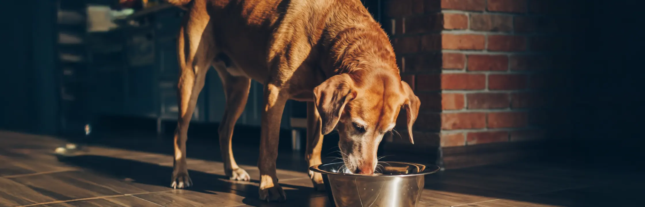 Senior Hundefutter