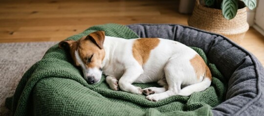 Jack Russel liegt in seinem Körbchen und schläft. – KI-generiert