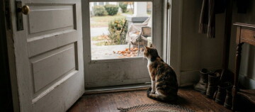 Katze sitzt alleine an einer Tür und schaut hinaus. – KI-generiert