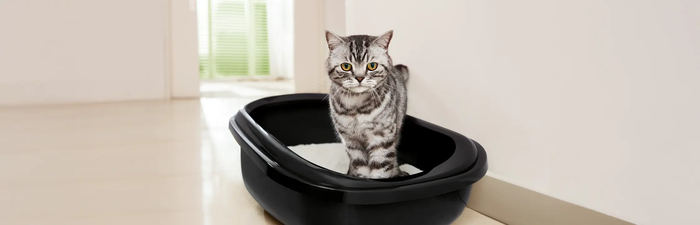 Katzenstreu