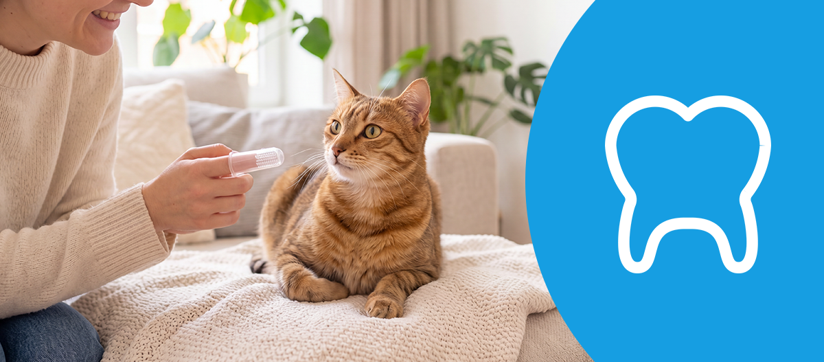 health_magazin_cat_dental_1200x527 Eine Katze liegt auf einem Hocker und eine Frau hält einer Fingerling zum Zähneputzen. – KI-generiert