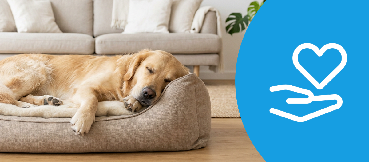 health_magazin_dog_wellbeing_1200x527 Ein Hund liegt in einem Körbchen und schläft. – KI-generiert