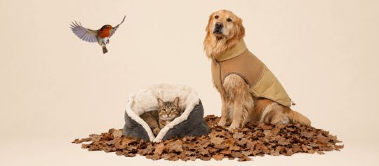 Golden Retriever im beigen Hundemantel neben einer getigerten Katze in einem kuscheligen Bett auf Herbstlaub. Darüber fliegt ein Rotkehlchen. – KI-generiert
