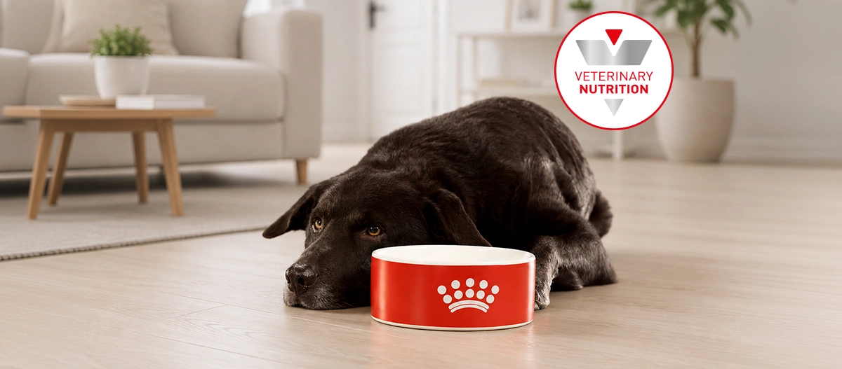 Royal Canin Veterinary for Dogs