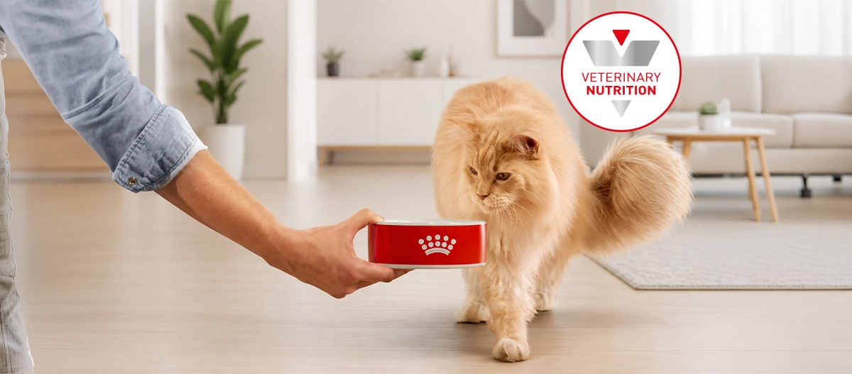 Royal Canin Veterinary for Cats