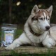 Ein sibirischer Husky mit blauen Augen ruht auf Holzplanken neben einem Sack mit Haustierleckereien, der eine bunte Verpackung und Produktdetails aufweist.