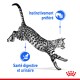 Un chat tacheté en train de sauter avec un texte mettant en avant "Instinctivement préféré" et "Santé digestive et urinaire" en bleu.