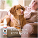 Ein Golden Retriever sitzt auf einer Couch neben einer Person, mit einer Flasche Beaphar Zahnpflegespray, die mit "Zahnpflege ohne Bürste" beschriftet ist, im Vordergrund.