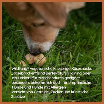 Nahaufnahme einer Hundeschnauze, die einen knusprigen Käsesnack auf Gras schnüffelt, wobei die vegetarischen Zutaten und die Allergiefreundlichkeit für das Training hervorgehoben werden.