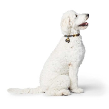 Ein flauschiger weißer Hund sitzt anmutig, trägt ein buntes Halsband mit einem herzförmigen Anhänger, vor einem schlichten weißen Hintergrund.