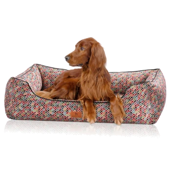 Ein golden-brauner Hund entspannt sich in einem bunten, gemusterten Haustierbett und zeigt sein langes Fell und seinen aufmerksamen Ausdruck.